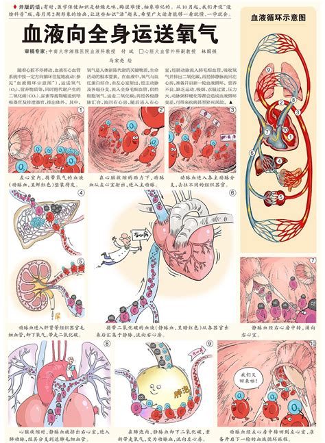 血液循环简图|血液循环